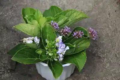 熊野福藏神社の手水舎