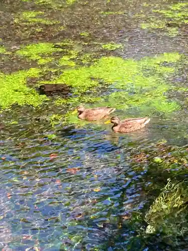 富士山本宮浅間大社の動物