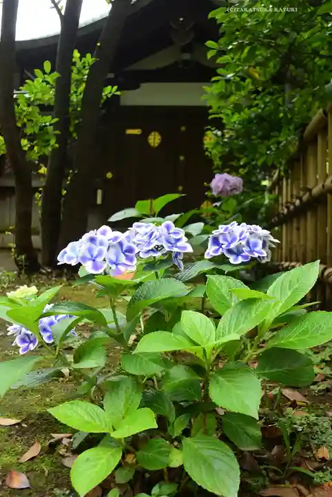白金氷川神社の自然