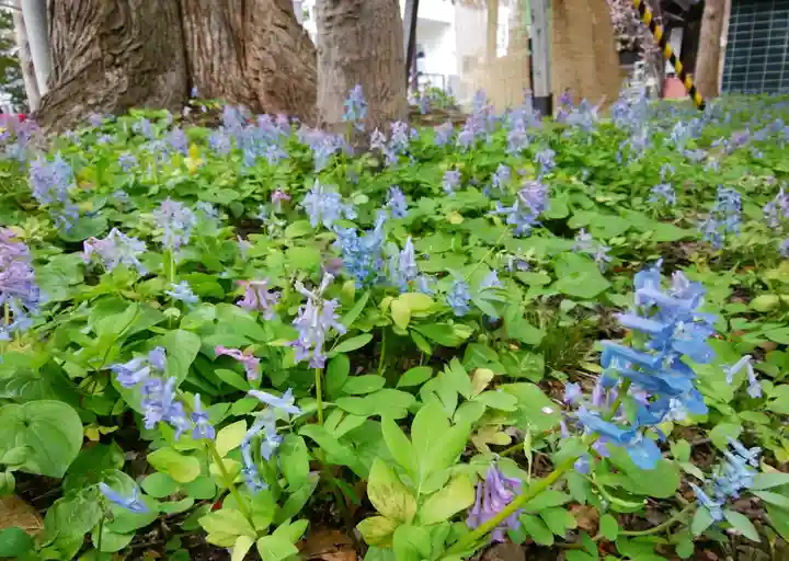 錦山天満宮の自然