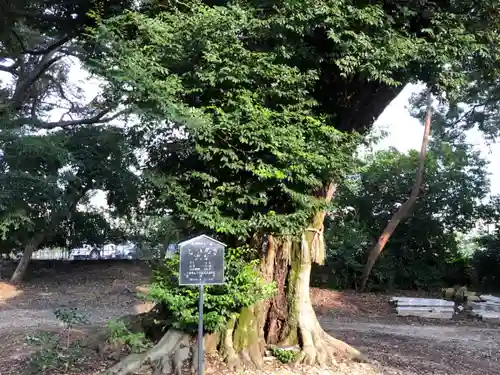 旦椋神社の自然