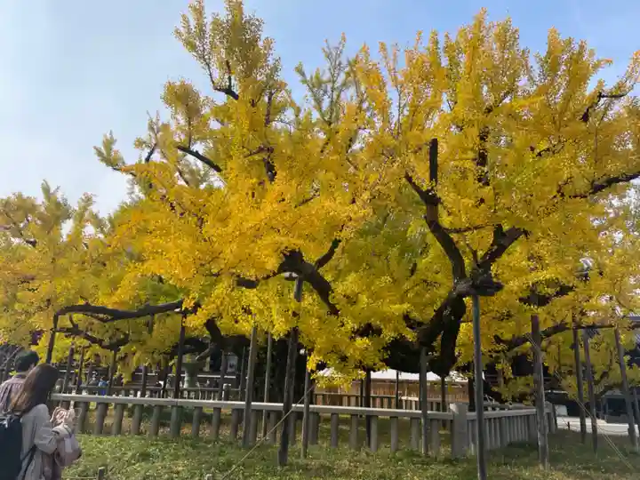 本願寺(西本願寺)の自然