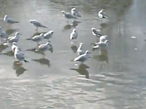 鶴岡八幡宮の動物