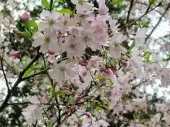 糀谷八幡宮の自然