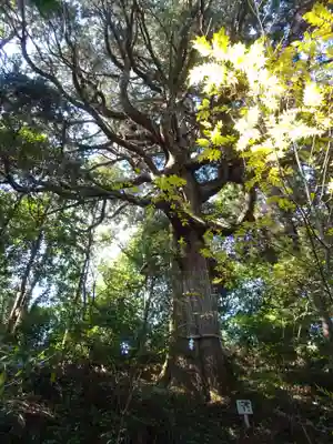 安良神社の自然