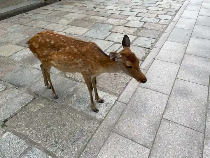 東大寺(奈良県)
