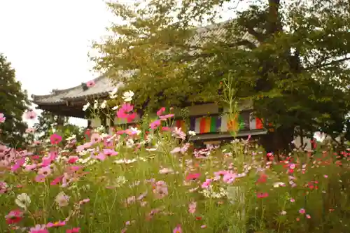 般若寺 ❁﻿コスモス寺❁(奈良県)