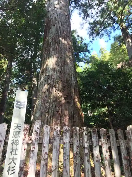 天鷹神社の自然