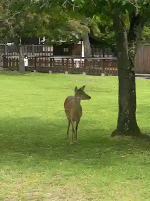興福寺 北円堂の動物