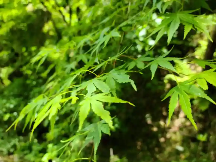 石都々古和気神社の自然