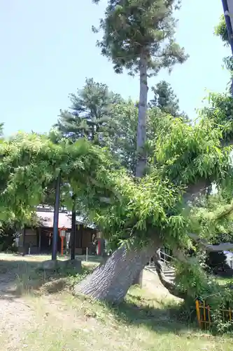 鳥海神社の自然