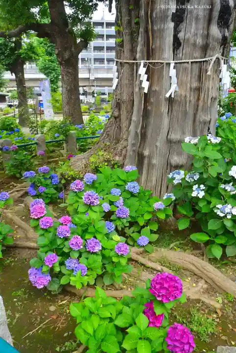 磐井神社(東京都)