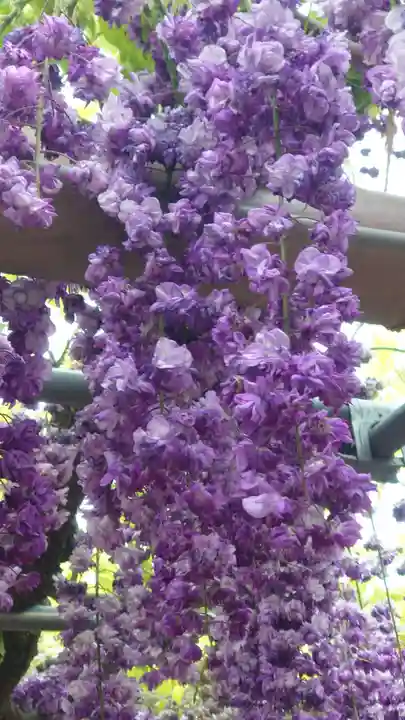 曼陀羅寺の庭園