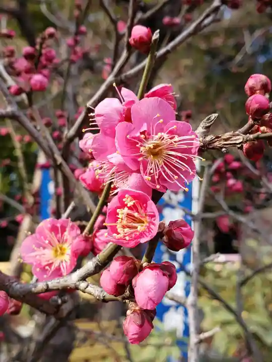 中野沼袋氷川神社の自然
