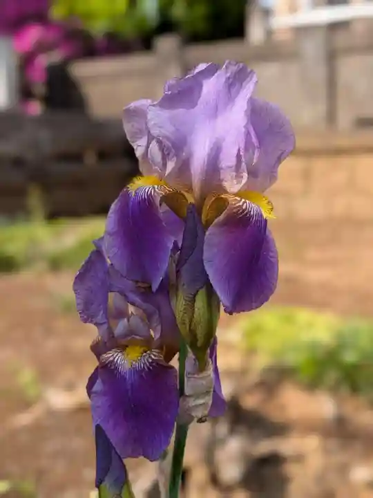 瑞円寺(東京都)