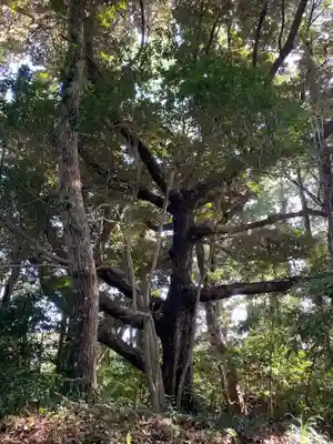 天満天神宮の自然