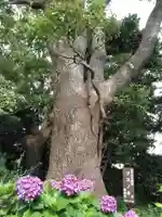 厚木山別院妙晃寺の自然