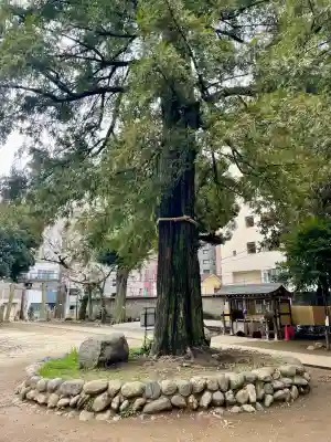 駒込富士神社(東京都)
