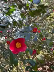 椿神社の自然