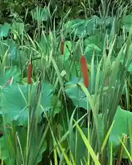 一之宮神社の自然