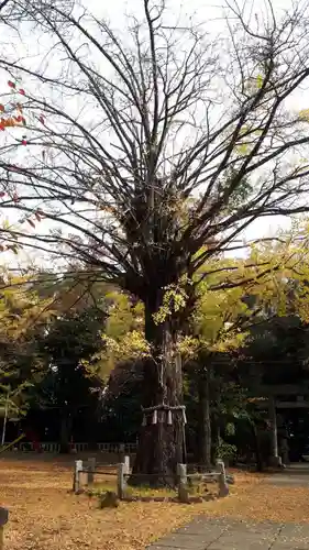 赤坂氷川神社の自然