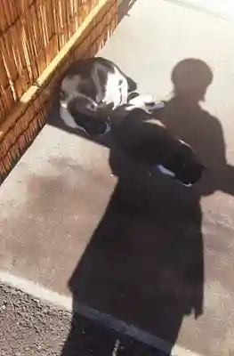 白金氷川神社(東京都)