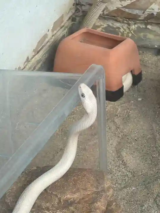 赤水蛇石神社(熊本県)