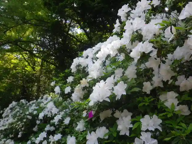 安國論寺(安国論寺)の自然