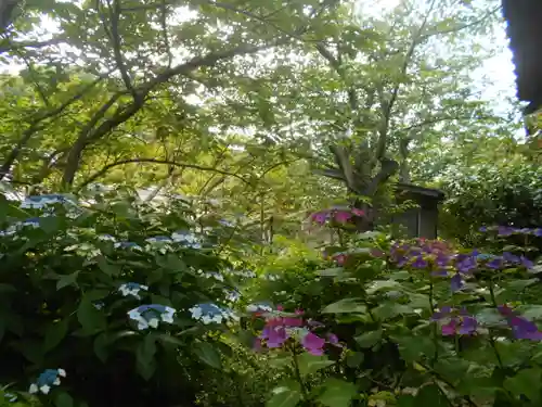 極楽寺（霊鷲山感應院極楽律寺）の自然