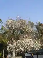 鶴岡八幡宮の自然