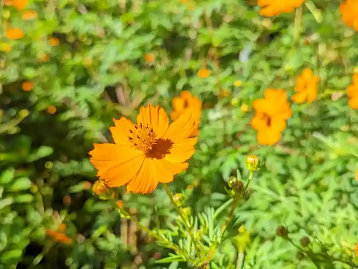 柳谷観音 楊谷寺(京都府)