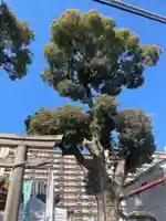 八幡神社(大阪府)