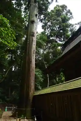 奥宮(鹿島神宮摂社)(茨城県)