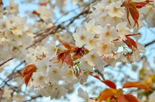 志波彦神社・鹽竈神社の自然