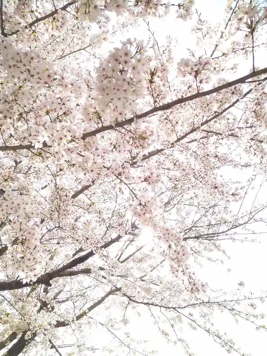 阿智神社の自然