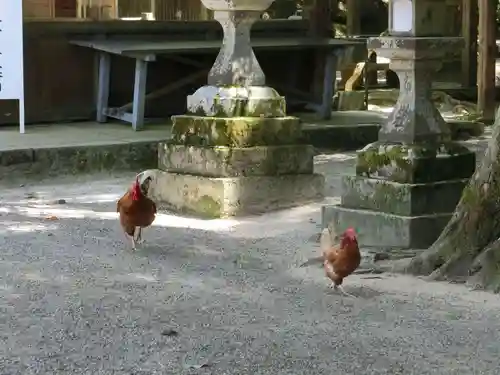 石上神宮の動物