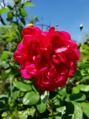 薬師寺　南蔵院 (東京都)