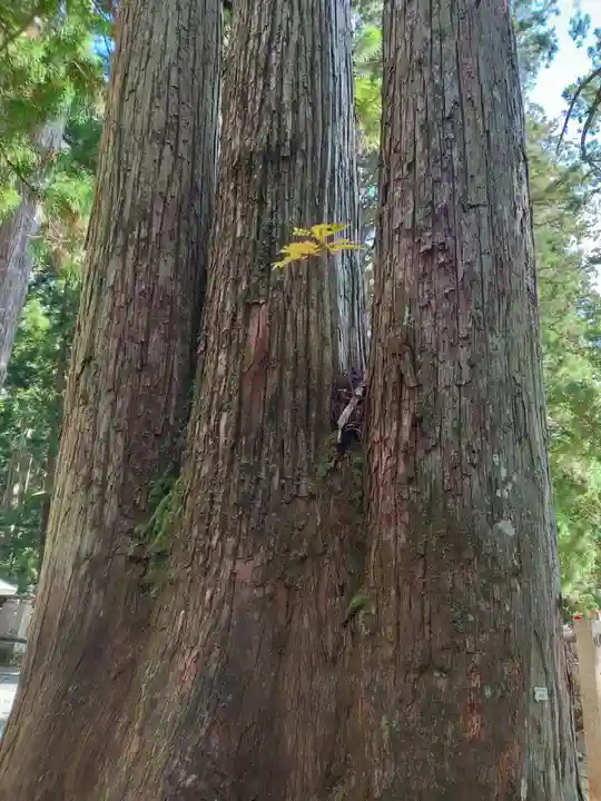 高野山金剛峯寺奥の院(和歌山県)