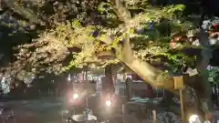 浅草神社の自然