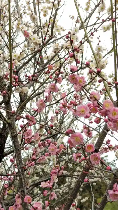 梅宮大社(京都府)