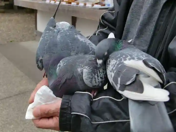 今市報徳二宮神社の動物
