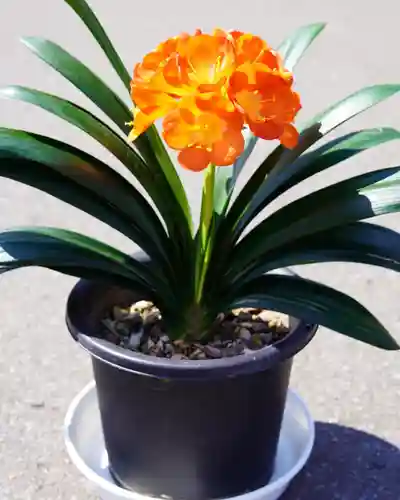 伊達神社(北海道)