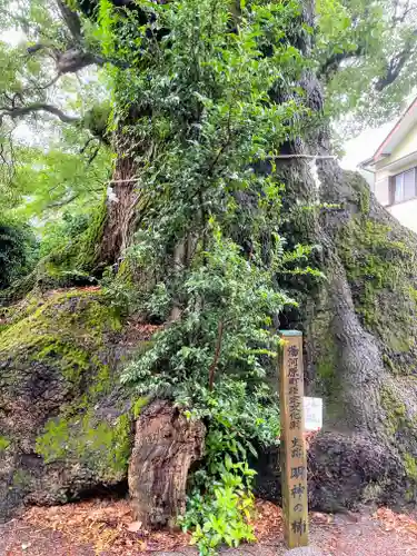 五所神社の自然