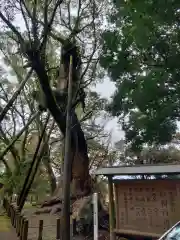 都萬神社の自然