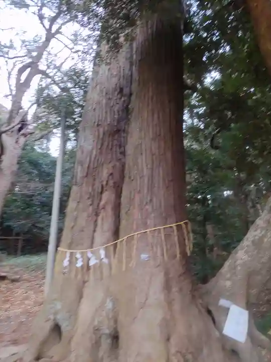 日吉神社の自然