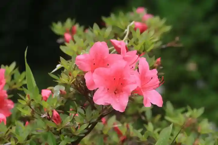 豊景神社の庭園