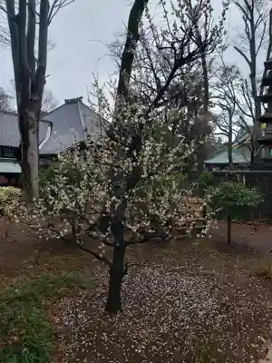 妙法寺(東京都)