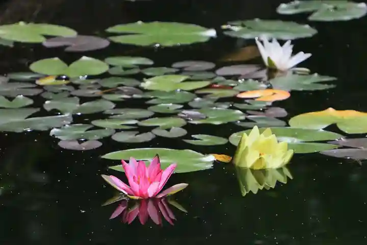 神炊館神社 ⁂奥州須賀川総鎮守⁂の庭園