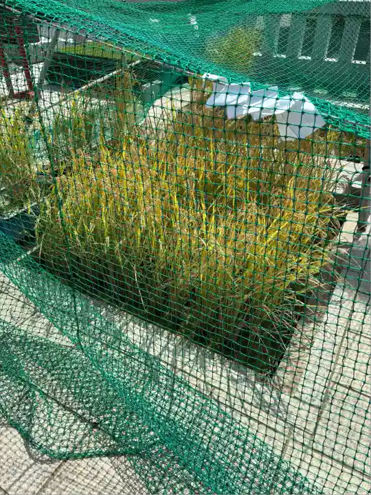 東京羽田 穴守稲荷神社(東京都)