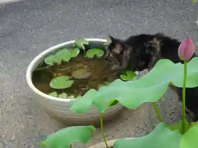御誕生寺（猫寺）(福井県)